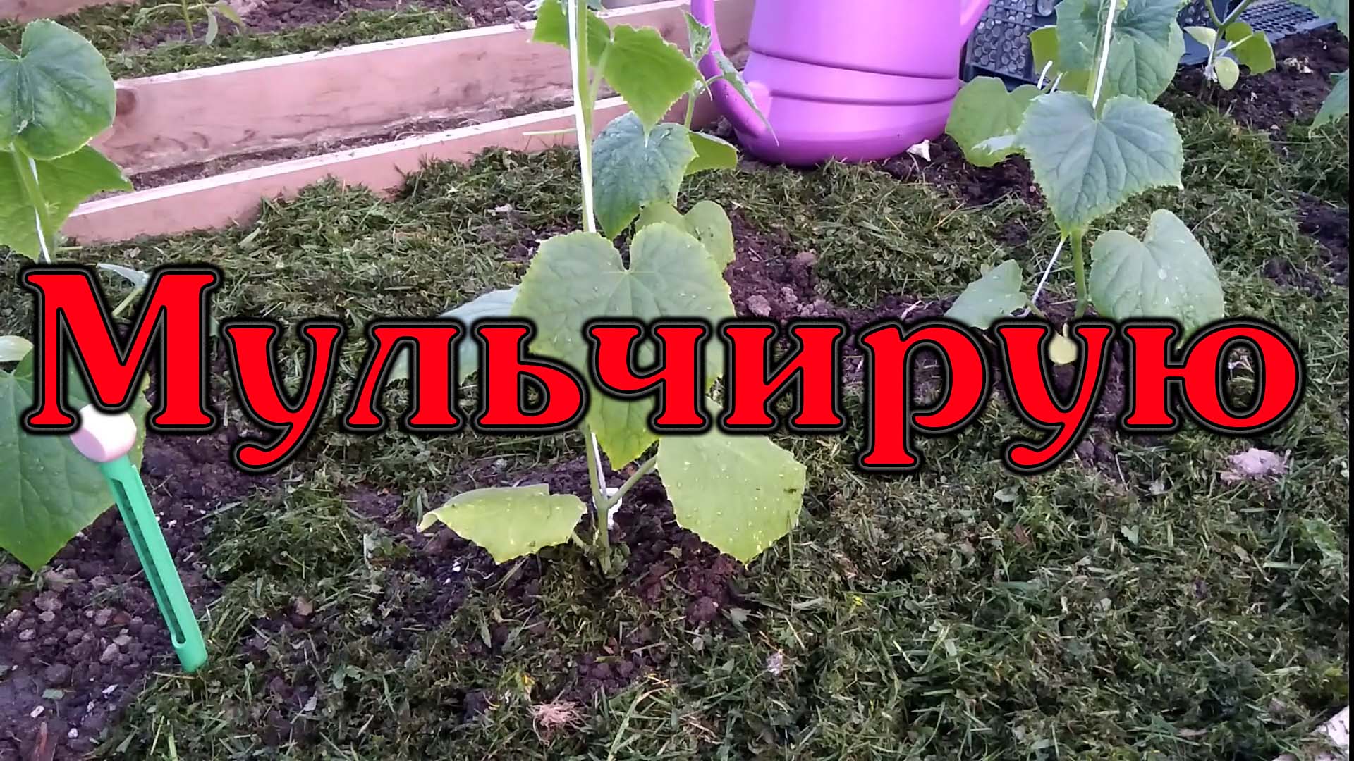 Мульчируем почву свежескошенной травой