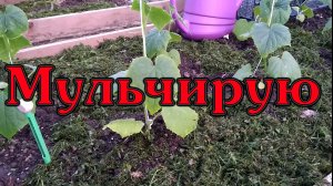 Мульчируем почву свежескошенной травой