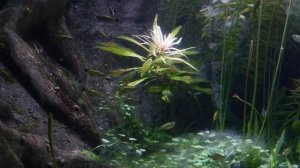 Аквариум. Video Relaxing Romantic Music For Stress Relief - Aquarium Footage