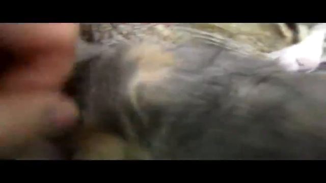 Котёнок смотреть онлайн