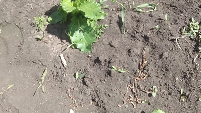 Пекинская капуста пошла в цвет ? Рассада пропала! Что делать? смотреть онлайн