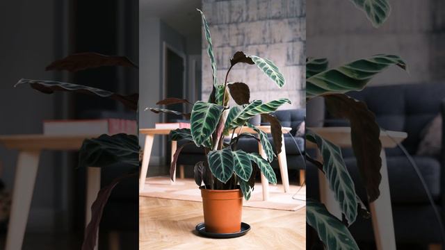 Calathea Medallion leaves moving