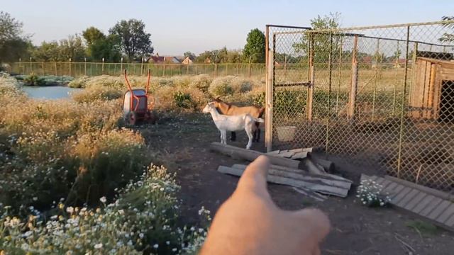 КОРМ ДЛЯ ДИКИХ КАБАНОВ смотреть онлайн