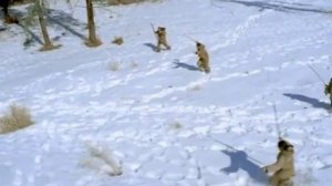 Мегалоцер ( Прогулки с чудовищами )