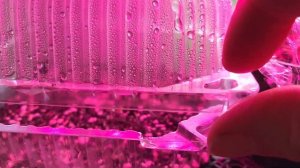 Портулак. Посев и уход за сеянцами.