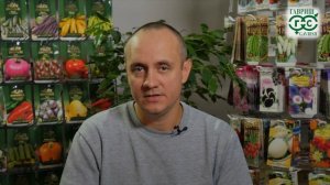 Поливаем перцы правильно