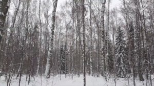 Ель сибирская отличается друг от друга, зима. Небольшой обзор.