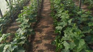 Начало цветения огурчиков - Артист F-1.