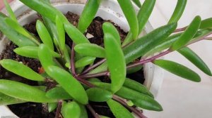 RUBY NECKLACE How to grow, how to care Beautiful Succulent Plant