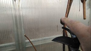Подготовка к зимовке винограда в баках