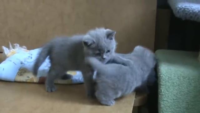 Британские котята. Питомник британских кошек Silvery Snow смотреть онлайн