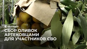 Сбор оливок артековцами для участников СВО