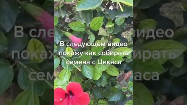 Собираю в Турции семена Цикас, покажу как сажать