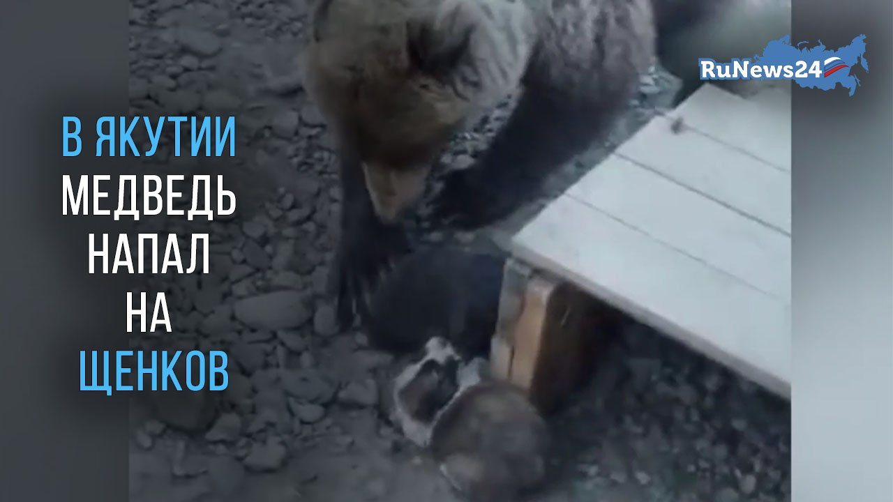 Собаки защитили маленьких щенят, которых чуть не растерзала медведица.