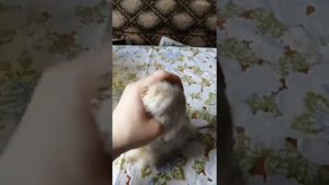 Возраст перепелов, как определить!?