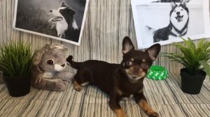 Как научить собаку команде «Стыдно»| Дрессировка собак