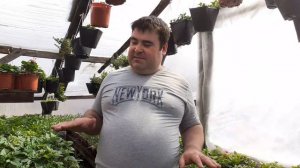 Не зацветает петуния ,что делать.