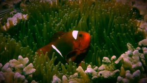 Finding Nemo: The Live Action Remake (Part 8)