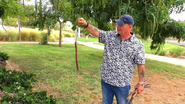 Кассия трубчатая. Бобы - стручки/ Cassia смотреть онлайн