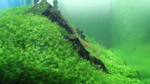 Стрижка аквариумных растений. Trimming of a plant aquarium