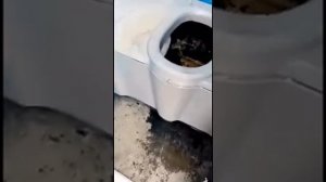 Солевой орк залез под общественный туалет