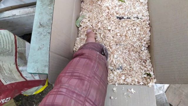 КИВИ . Получил долгожданную посылку киви от Стратона... смотреть онлайн