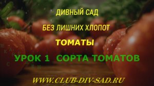 ТОМАТЫ Часть 1. Урок 1. СОРТА ТОМАТОВ