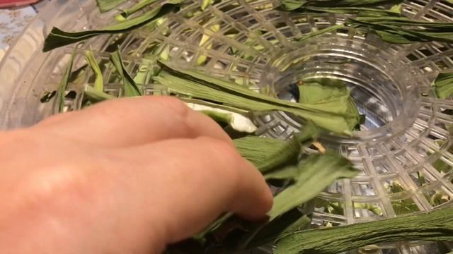 ПРЕКРАСНЫЙ КОНЕЦ (сезона) // мощный лук-порей, царский сельдерей и удачная капуста смотреть онлайн