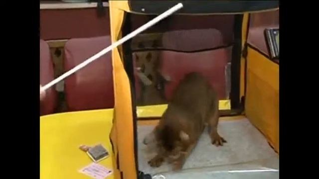 Международная выставка кошек. Смоленск