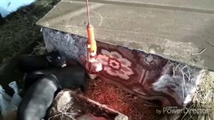 Поросята в теплице в Минус 31 градус холода