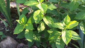 ОБЗОР ГОРТЕНЗИЙ НА 1 июля. Небольшой рассказ о моих 30 сортах гортензий.