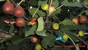 Инжир брауна Браун Туркей (ficus brunneis turcia) ? обзор: как сажать, саженцы инжира Браун Туркей