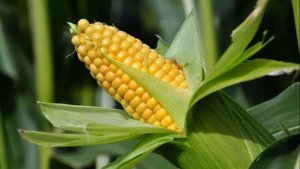 Как зимой хранить дома кукурузу в початках