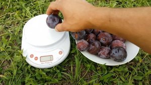 Алыча Блю Кармен \ диплоидная слива \ Diploid plum Blu Carmen