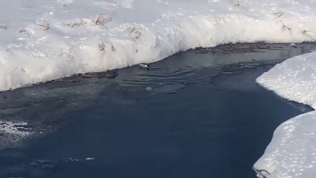 дикие уточки зимой. смотреть онлайн