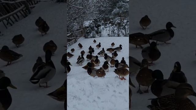 Эстония. дикие утки.wild ducks