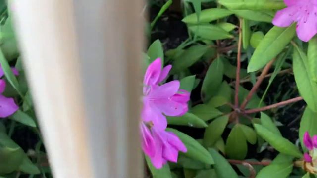 Мои красавцы-рододендроны июнь 2022 смотреть онлайн