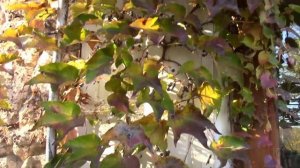 ВИНОГРАД ДЕВИЧИЙ.  ОСЕННИЕ РАБОТЫ.