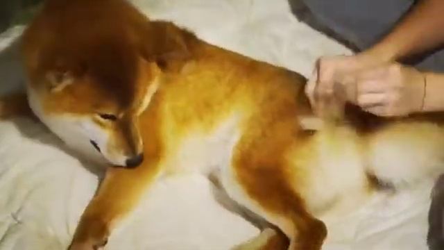 Как помыть сиба ину /шиба ину / собаку смотреть онлайн