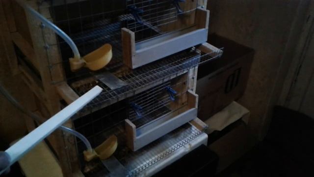 N'2 выгодны ли перепела? О клетках. смотреть онлайн