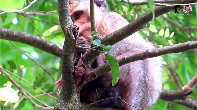 Very Pity Youngest Mom Very Weak Low Power After Give Birth Successfully | Popular Daily смотреть онлайн