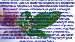 Польза и вред лаврового листа для организма человека