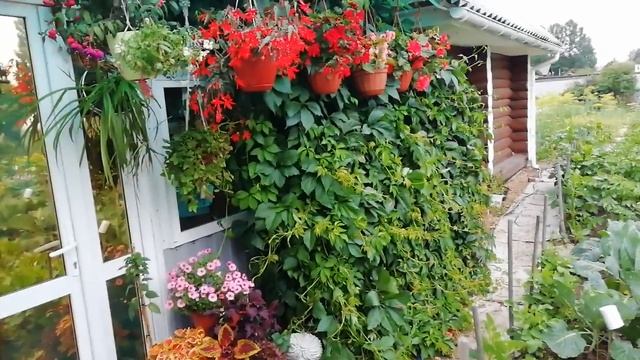 ОБЗОР САДА. Мои цветы, растущие в кашпо в зоне патио смотреть онлайн