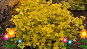 Пузыреплодник калинолистный Минанж. Краткий обзор physocarpus opulifolius angel gold Minange