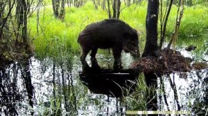 Косули, серые журавли и дикий кабан у дерева-чесалки на болоте