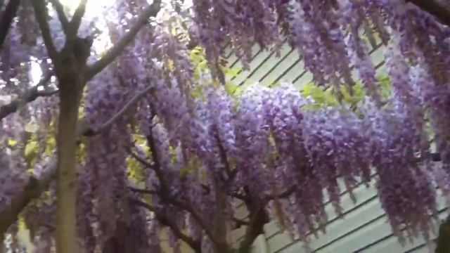 Wisteria смотреть онлайн