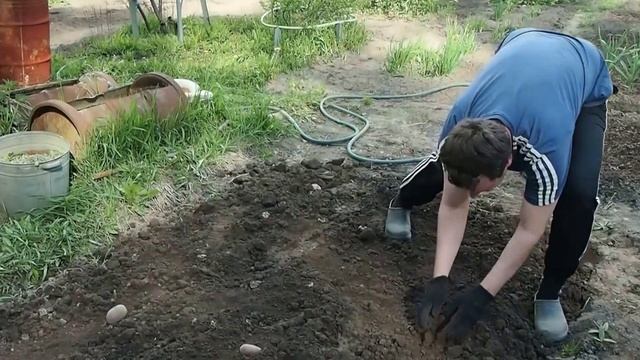 Картофель под соломой или сеном. Выращивание картофеля. Часть 1. смотреть онлайн