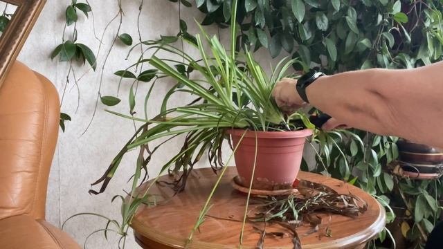 Мои Хлорофитумы. Весенний уход за Хлорофитумом. Неприхотливые комнатные цветы.