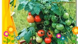 Томат декоративный Балкони Ред F1. Краткий обзор, описание solanum lycopersicum Balkoni Red F1