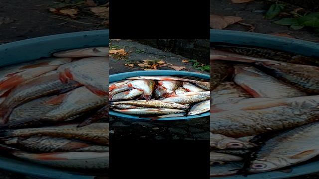 Отличный улов !